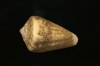 藏品(結螺)的圖片
